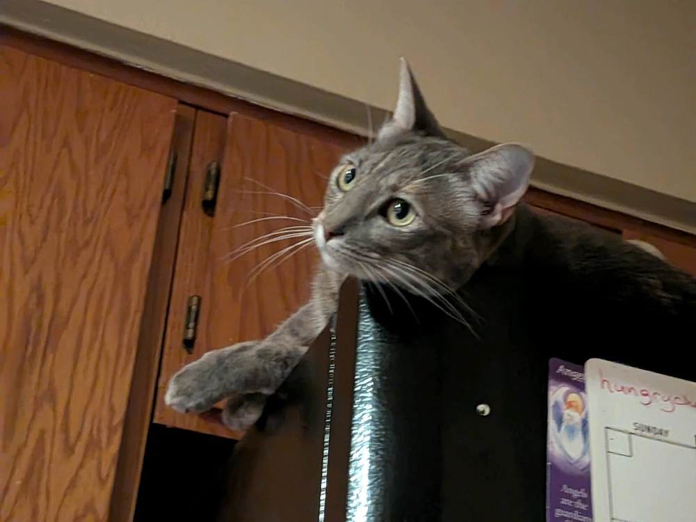 Image uploaded by Lancey Pants