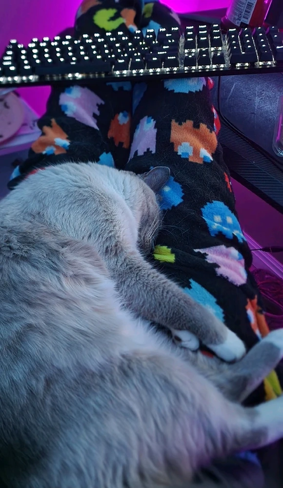 Kitty cuddles and games