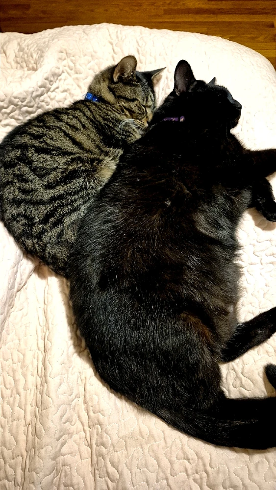 Brothers 😺❤️😺