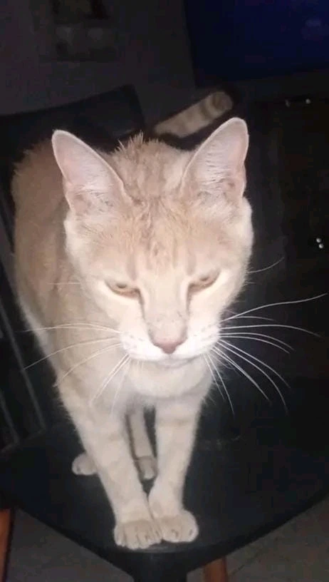 Recomienden posiciones para pudrirse en la cama