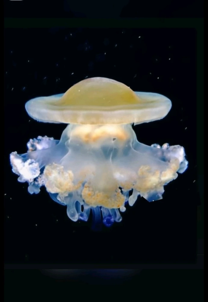 Зображення завантажив Natalia🦇