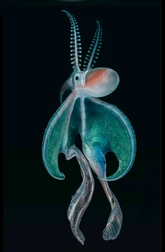 Зображення завантажив Natalia🦇