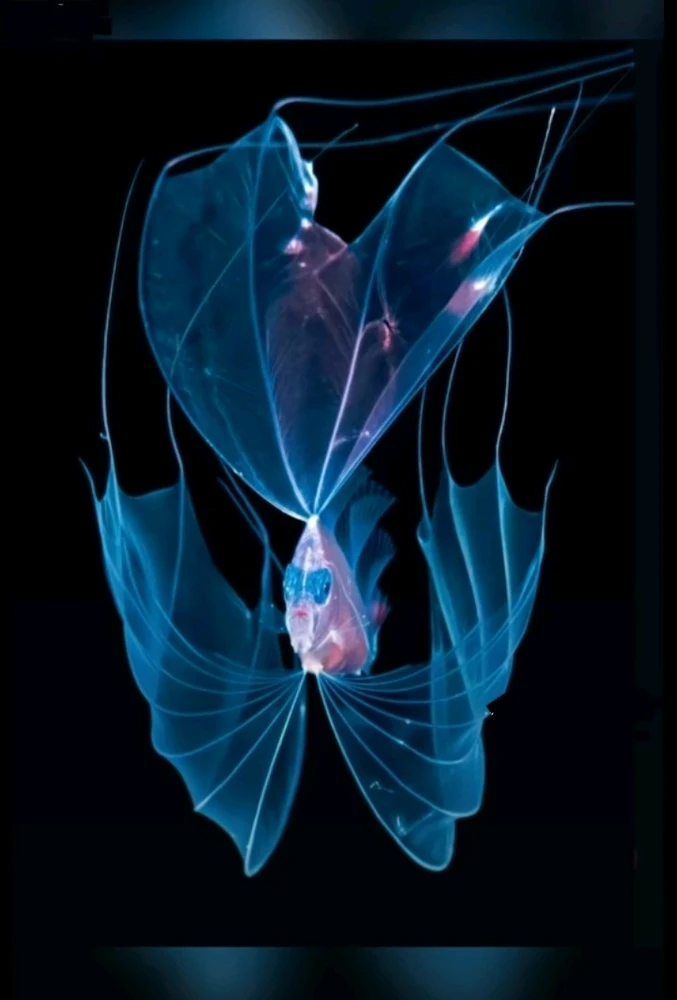 Зображення завантажив Natalia🦇