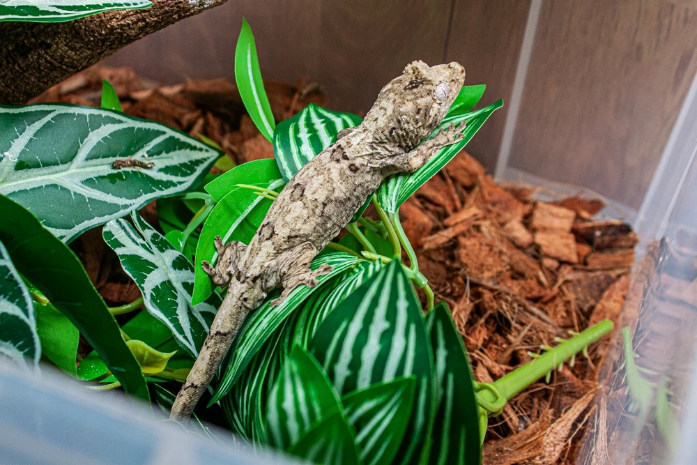 Image uploaded by Yunyi