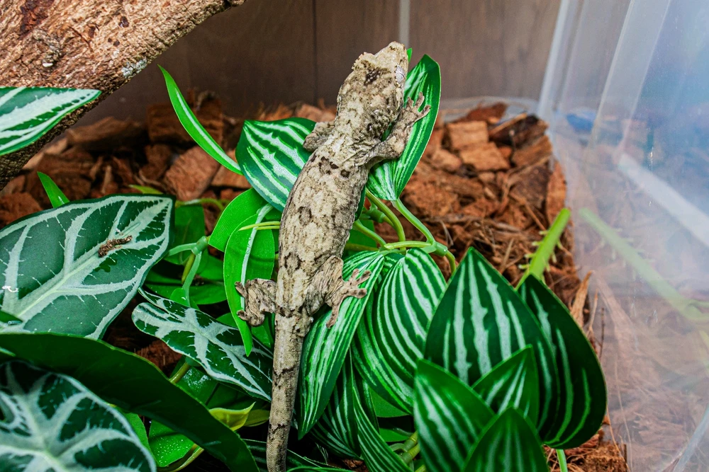 Image uploaded by Yunyi