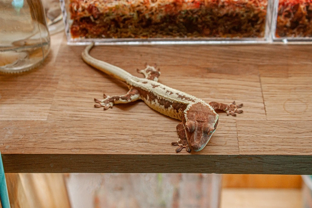 Image uploaded by Yunyi