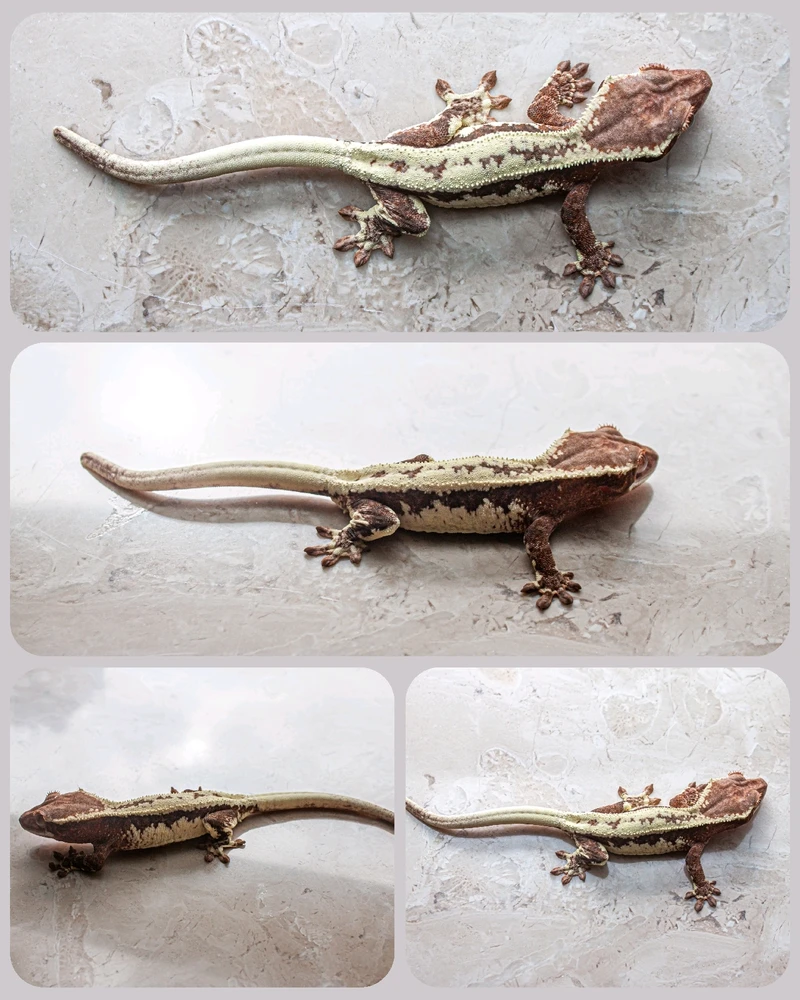 Image uploaded by Yunyi