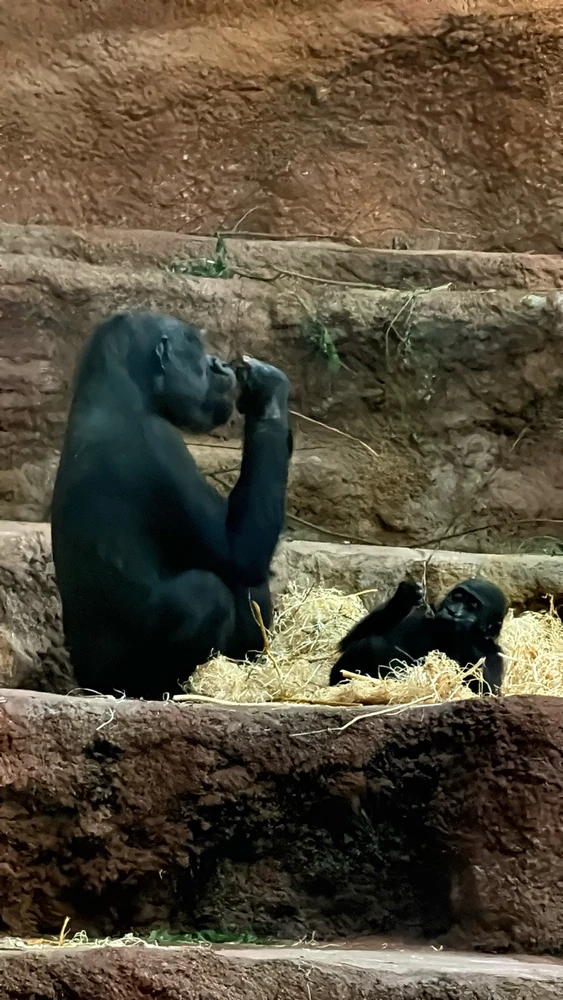 Gambar diunggah dening Alena