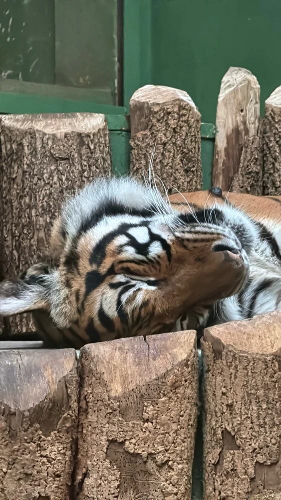 Gambar diunggah dening Alena