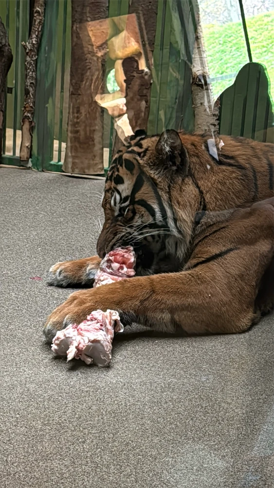 Gambar diunggah dening Alena