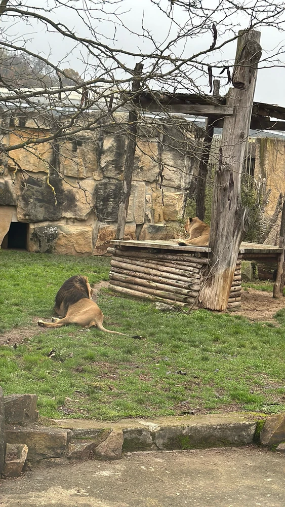 Gambar diunggah dening Alena