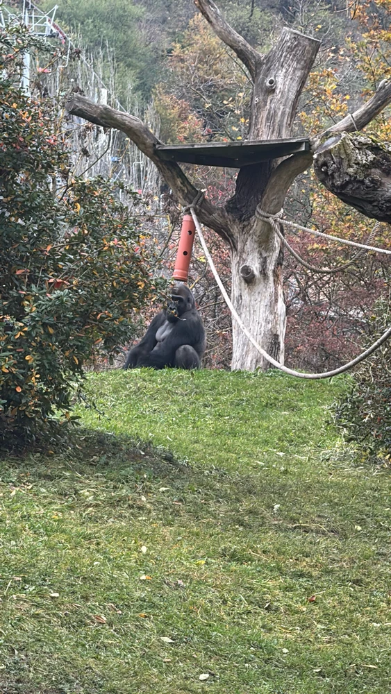 Gambar diunggah dening Alena