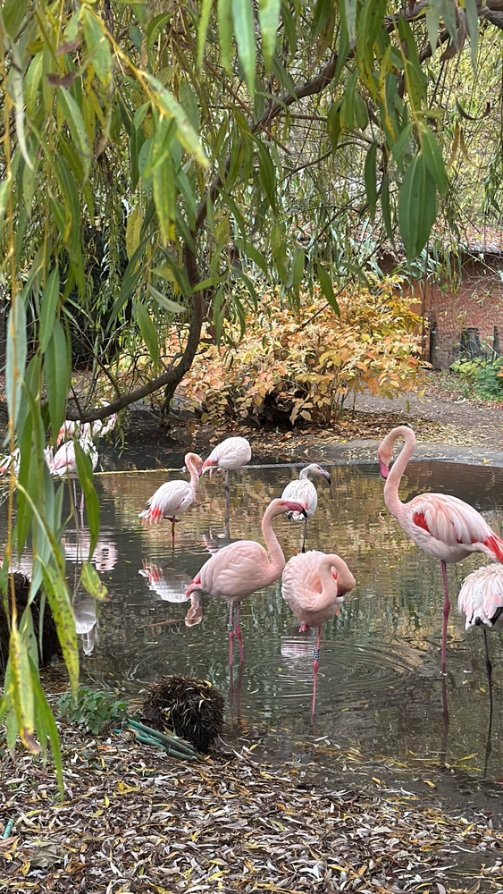 Gambar diunggah dening Alena