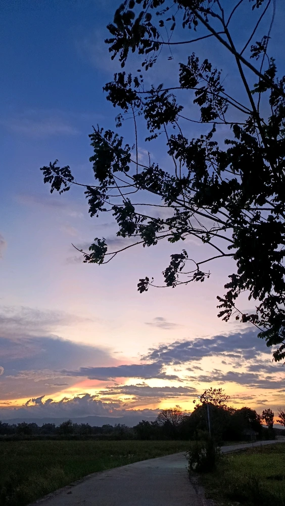 Image uploaded by Scout