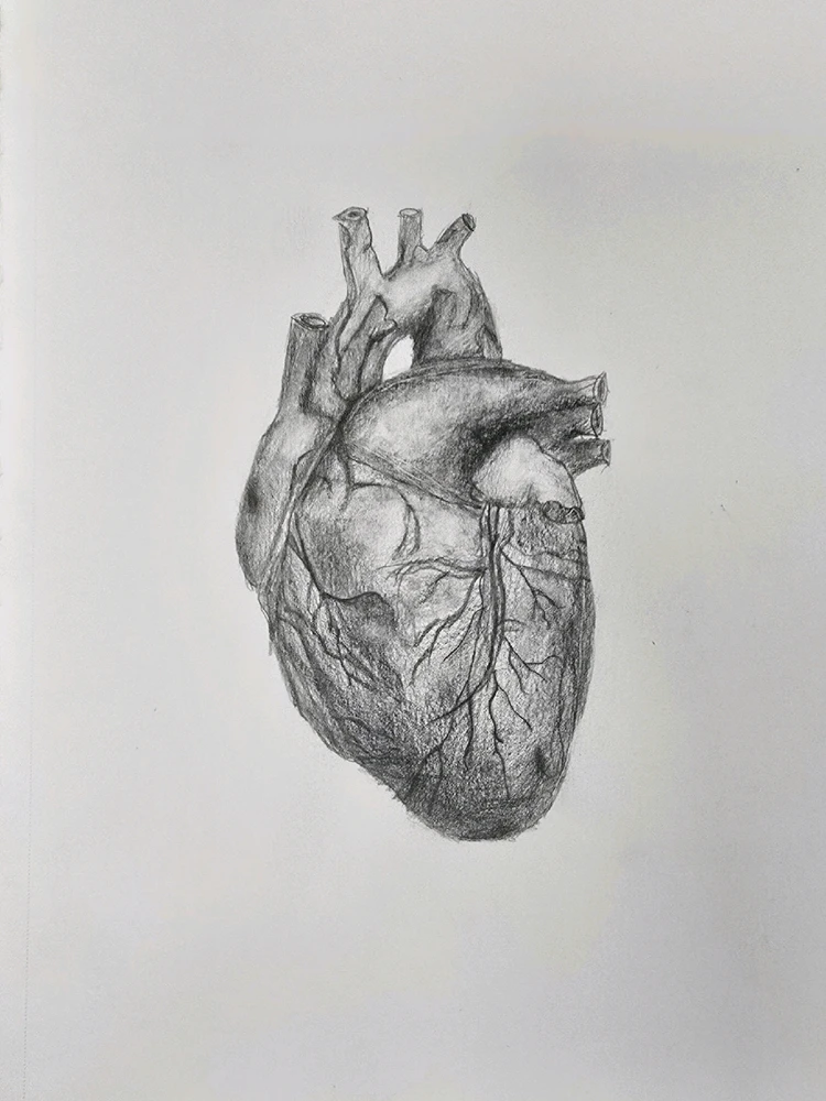 My most "gruesome" pencil sketch of 2025.
Just a realistic heart (the reference image was most likely digital art, but idk).