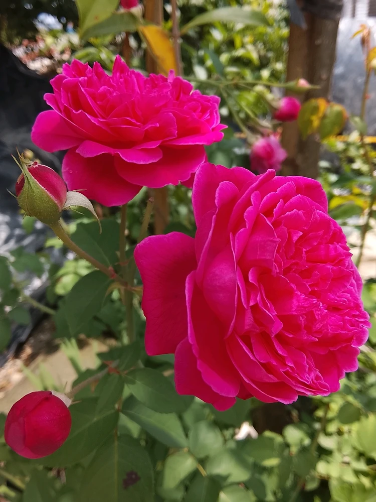 Imagen subida por Laura