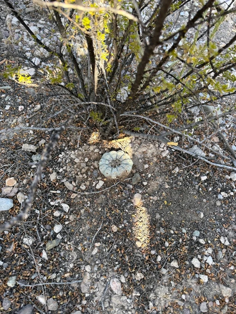 Real de Catorce Pueblo mágico En México