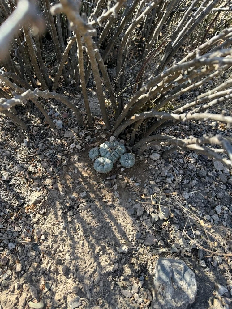 Real de Catorce Pueblo mágico En México