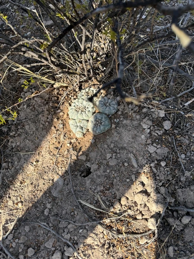 Real de Catorce Pueblo mágico En México