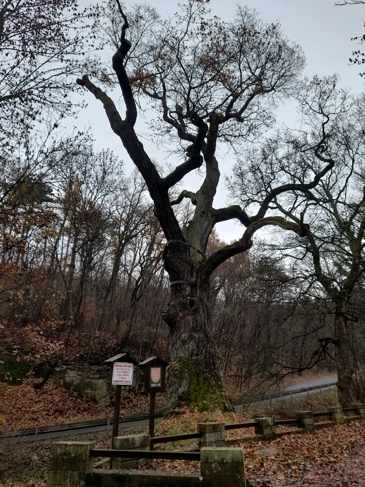 Obrázek nahrál Filip