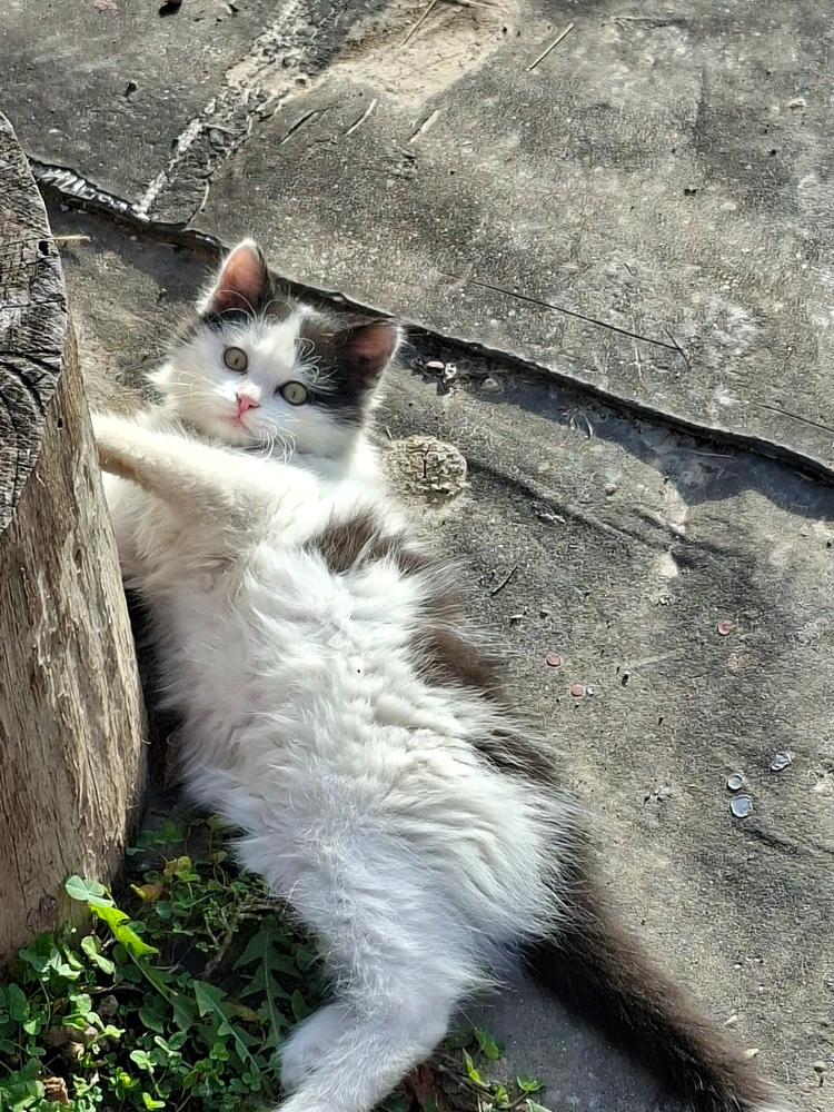 Sliku je postavio/la Srdjan