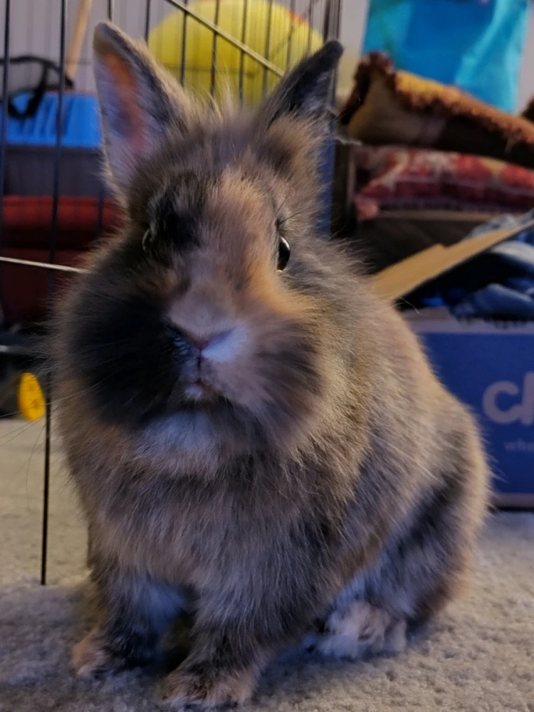 GIF diunggah dening Brandon