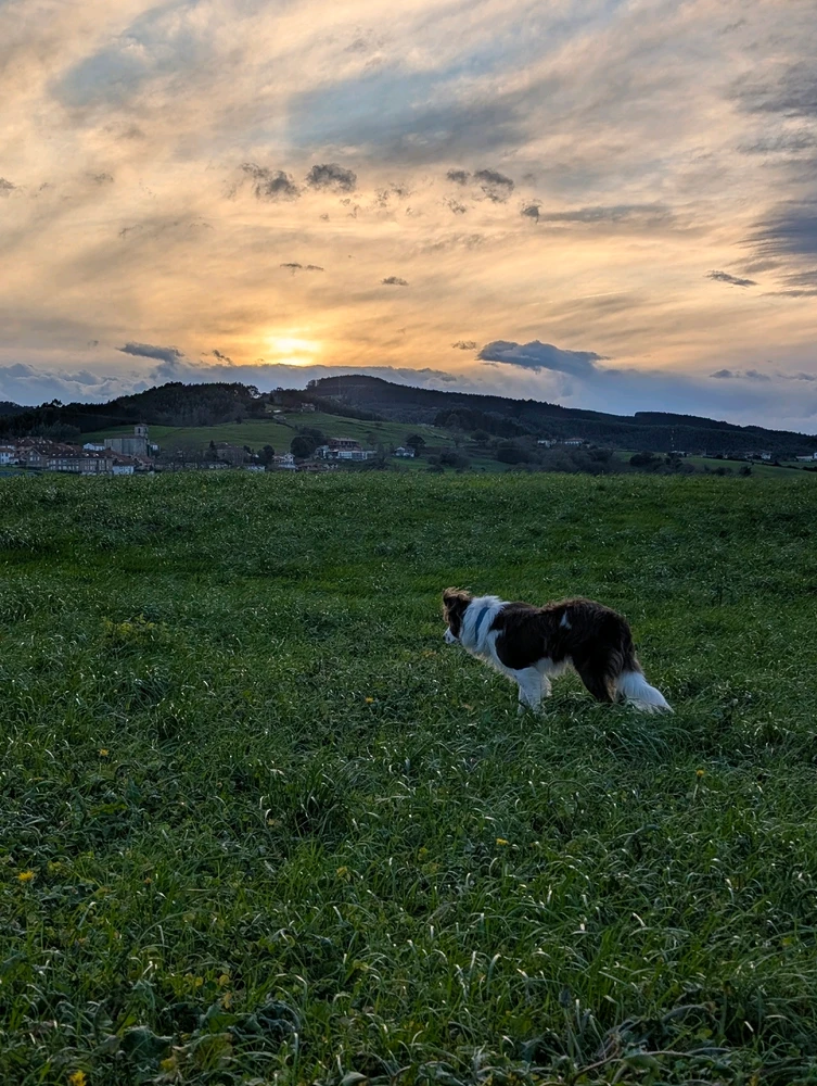 Atardecer y Chess 🐶
