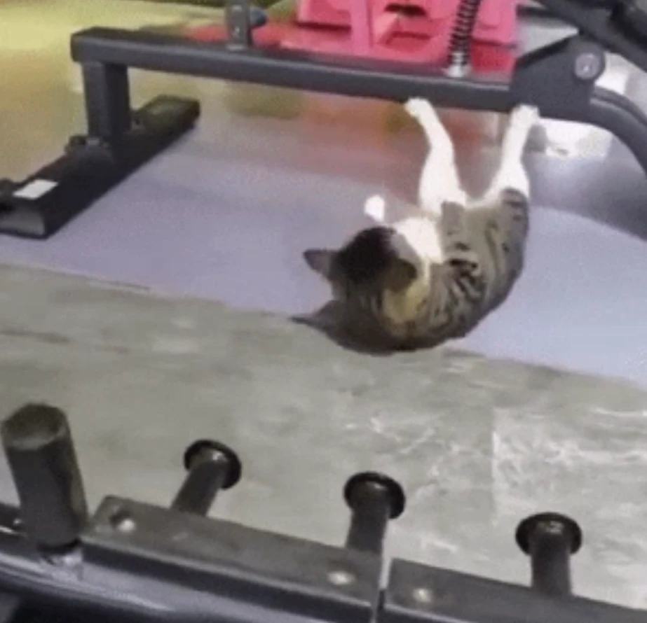 Image ajoutée par Neko🐾