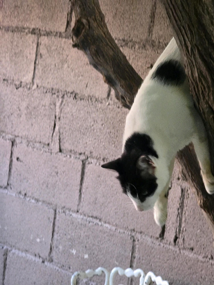 GIF subido por Daniel