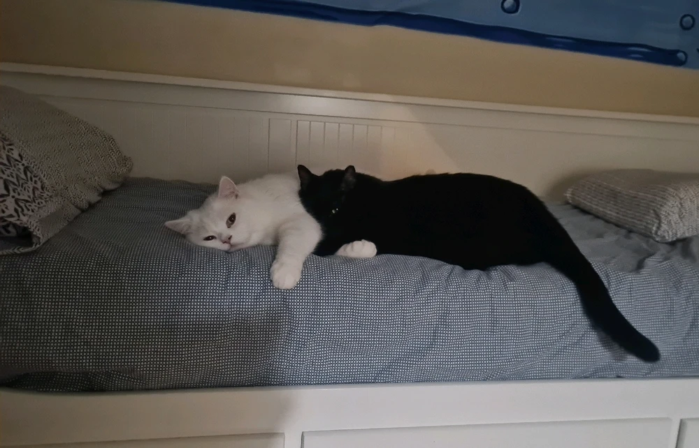 GIF uploaded by Ecem