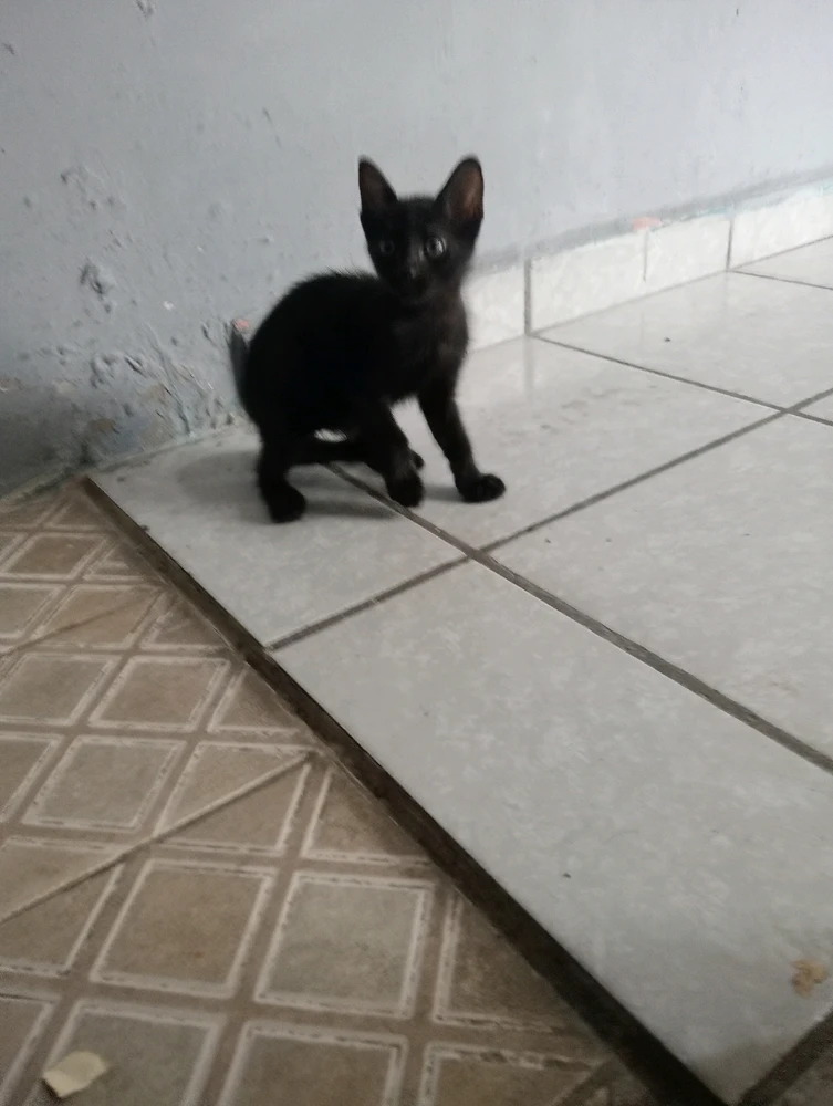 Alfonsoがアップロードした画像