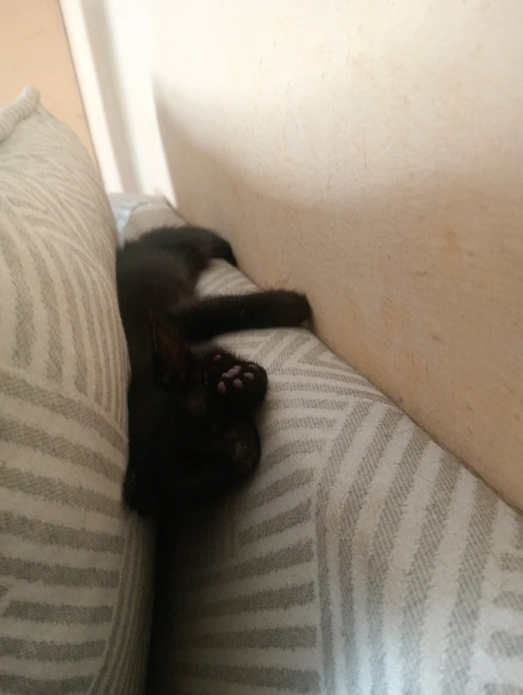 Alfonsoがアップロードした画像