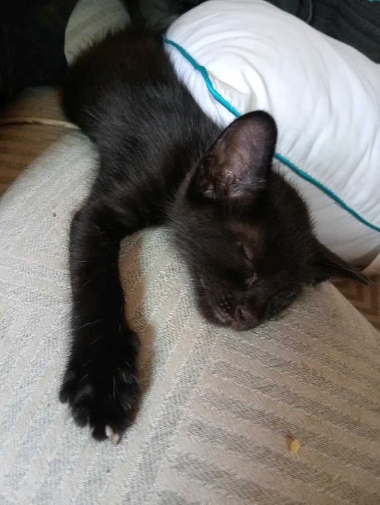 Alfonsoがアップロードした画像