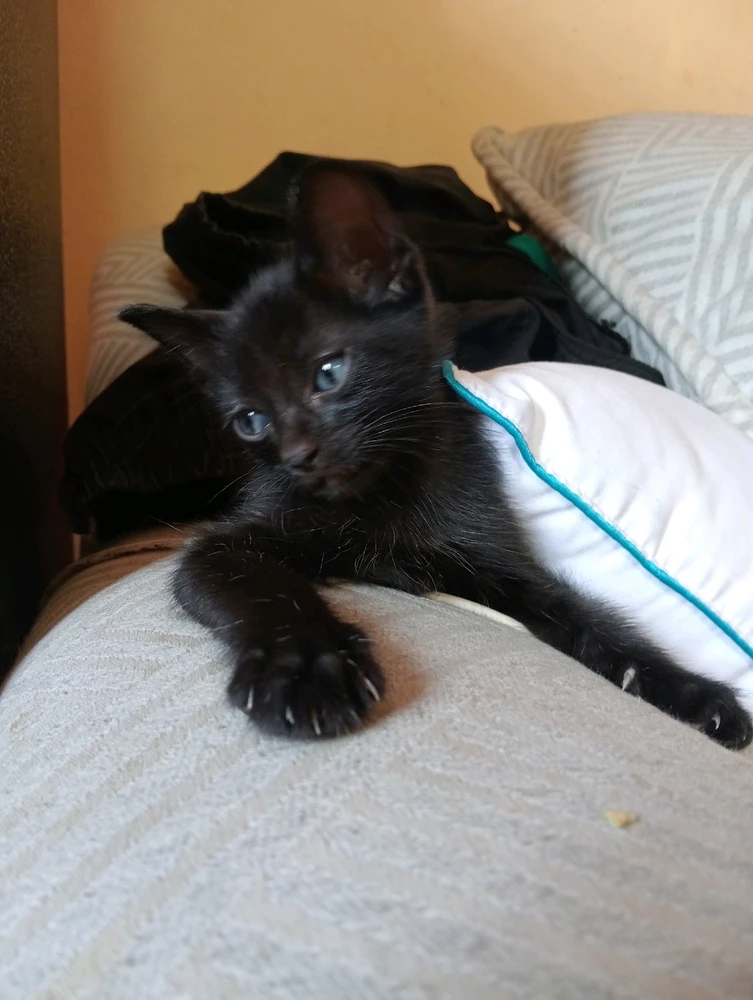 Alfonsoがアップロードした画像