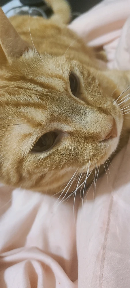 Gambar diunggah dening momo