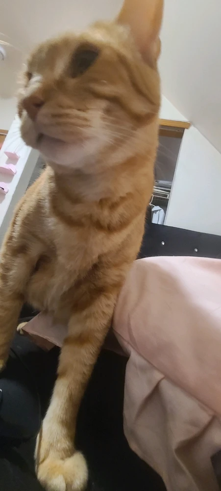 Gambar diunggah dening momo