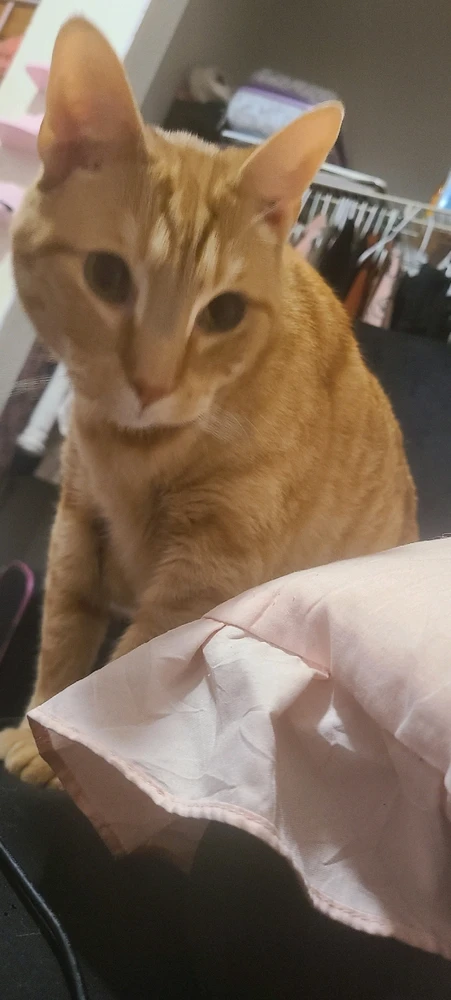 Gambar diunggah dening momo