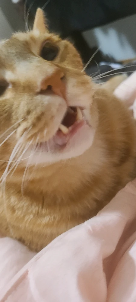 Gambar diunggah dening momo