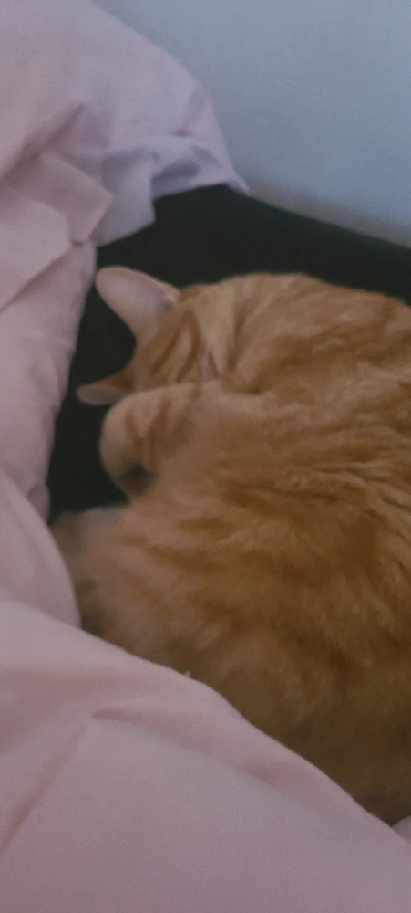 Gambar diunggah dening momo