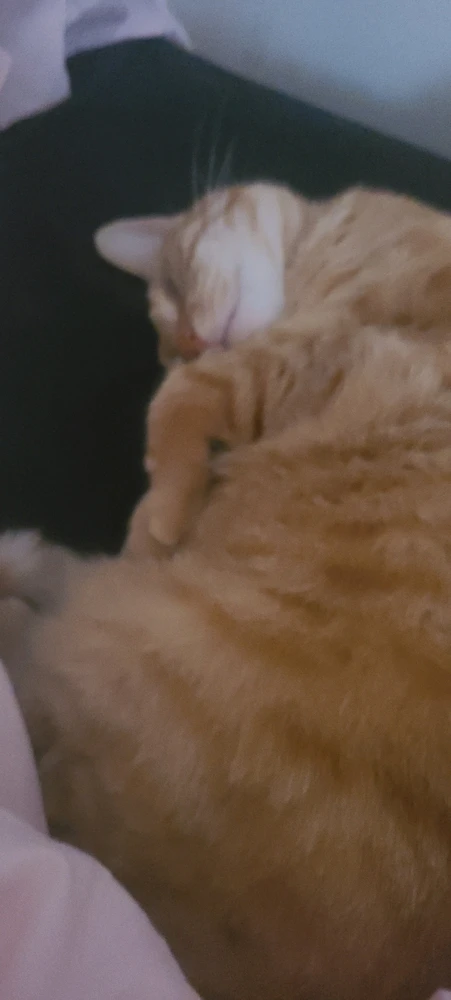 Gambar diunggah dening momo