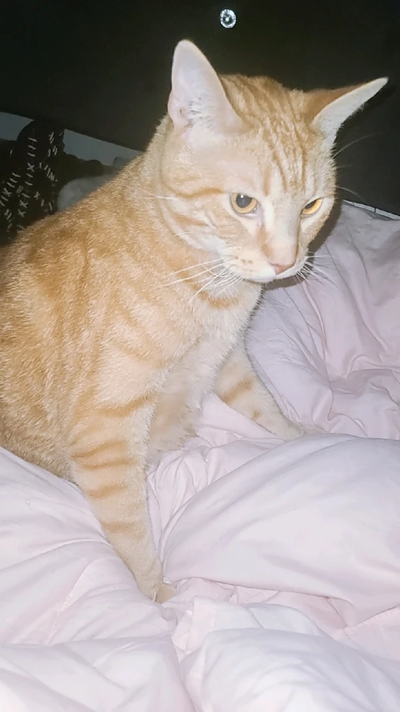 Gambar diunggah dening momo