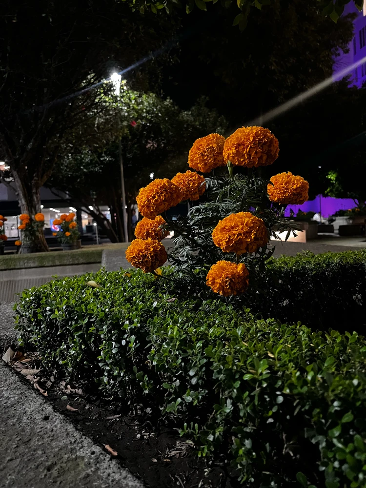 Top cosas bonita que me han pasado mientras desaparecí