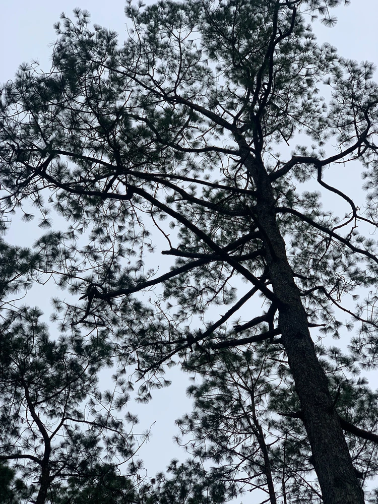 រូបភាពបង្ហោះដោយ Tzabei