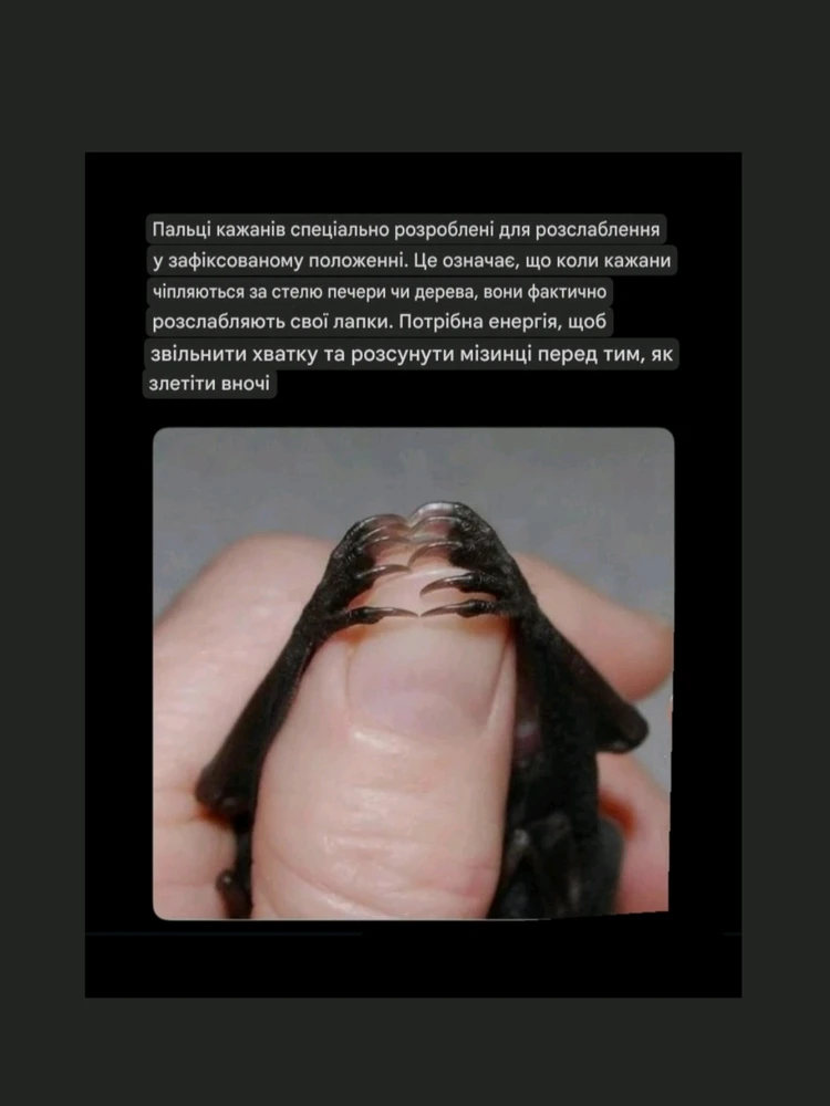 Зображення завантажив Natalia🦇