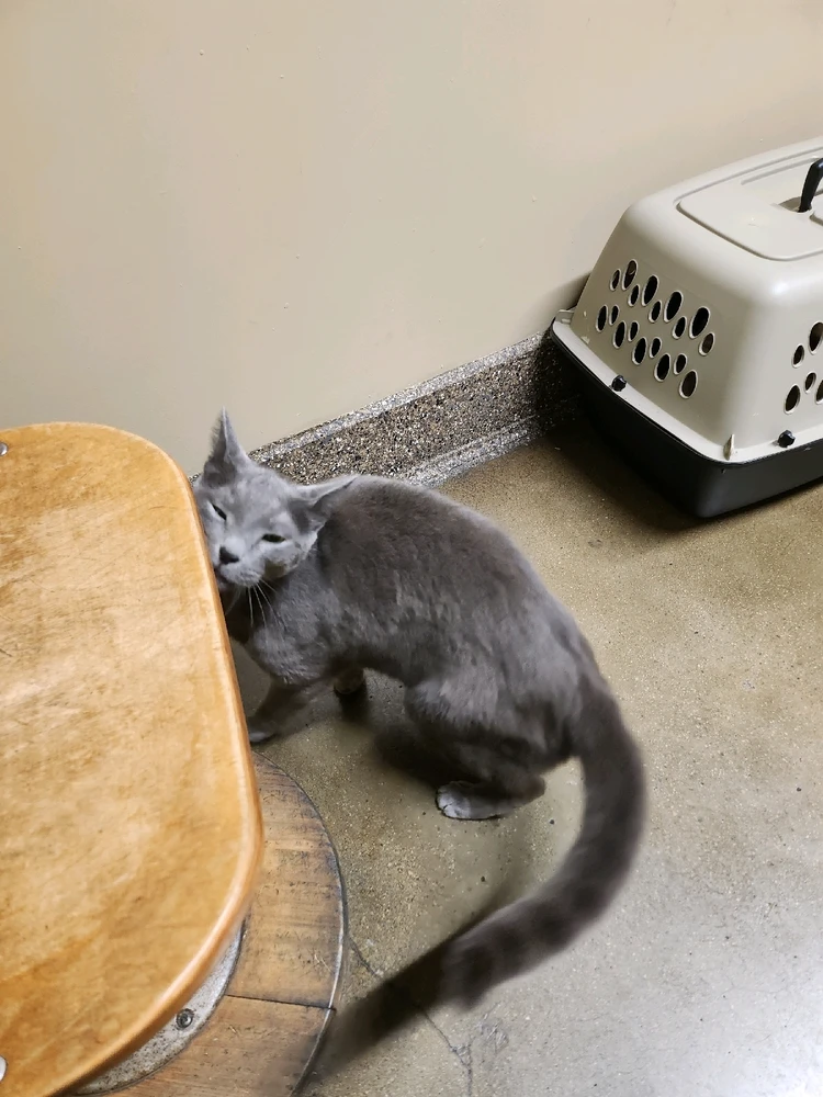 GIF uploaded by Eli Blue