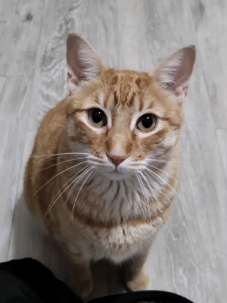 ¿Son team perro o gato?