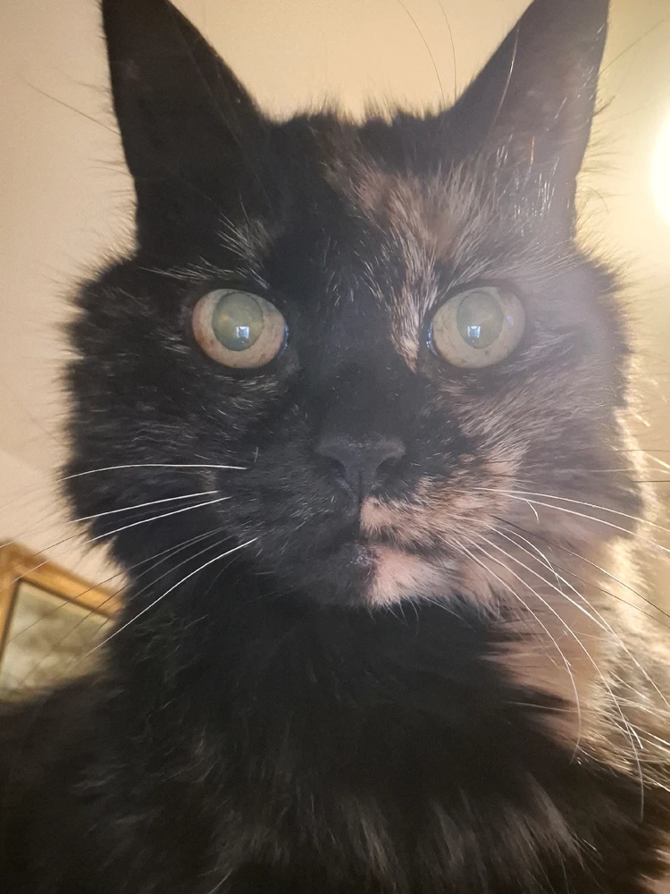 GIF diunggah dening Stephanie