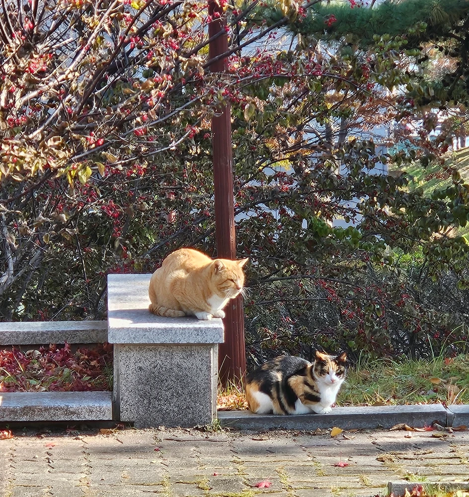 Faust님이 올린 사진