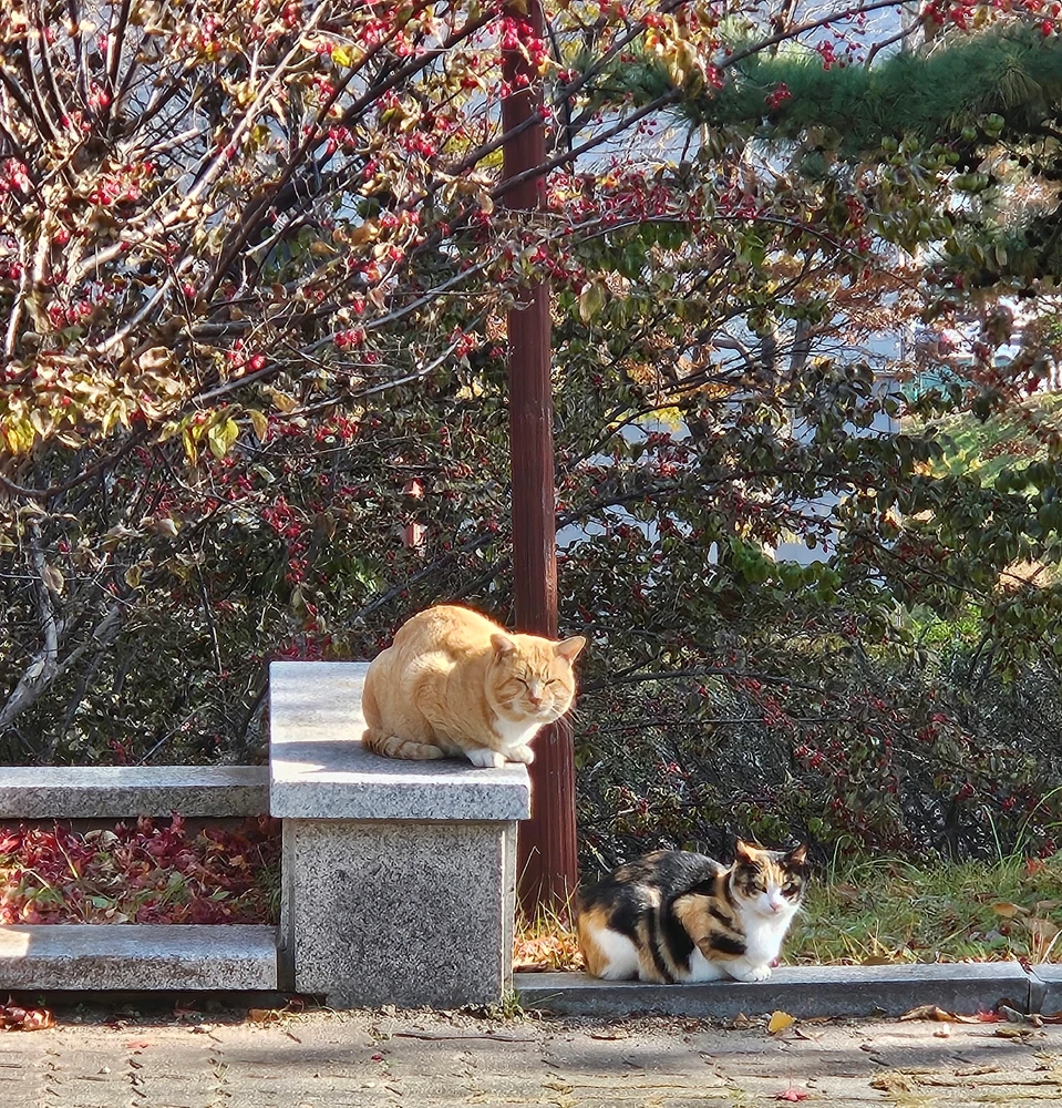 Faust님이 올린 사진