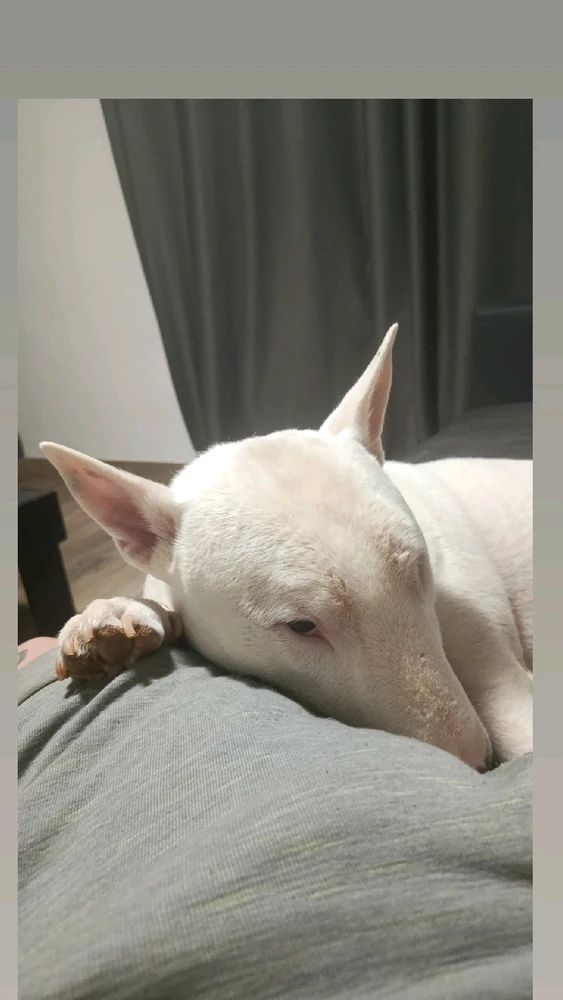 Imagem enviada por Thassiana leite